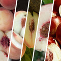Peach and Nectarine Multi-Graft Combo Number 2