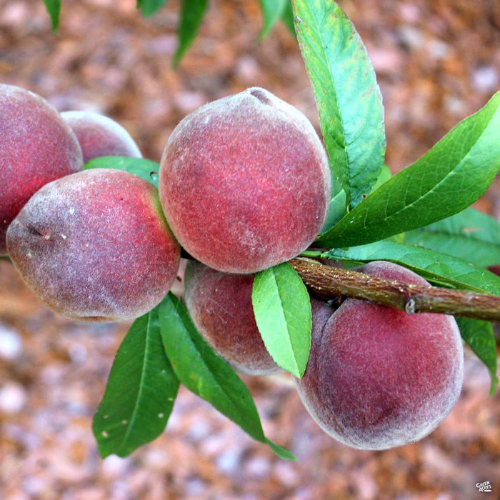 Peach 'Babcock'