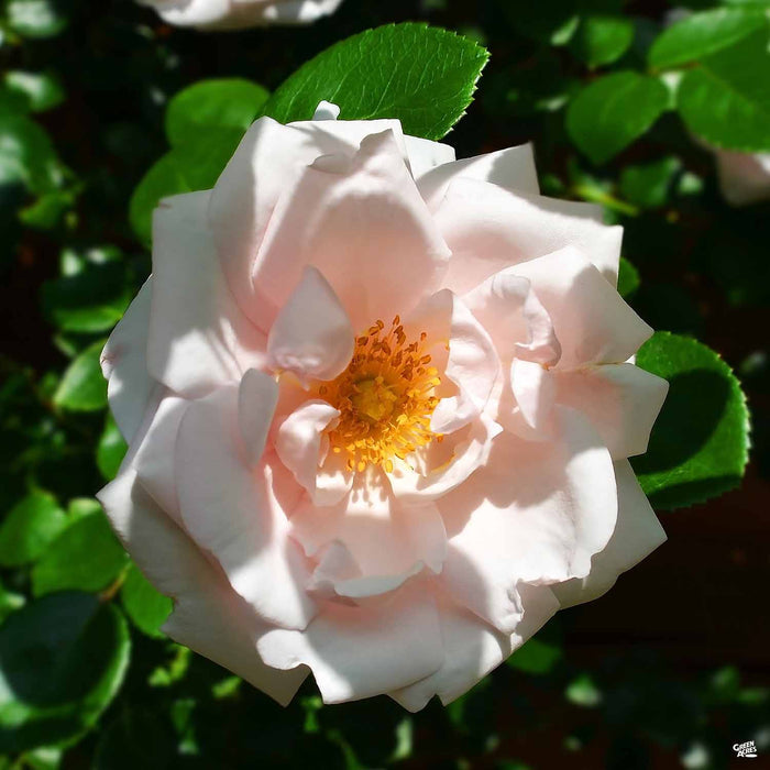 Drift Rose Peach