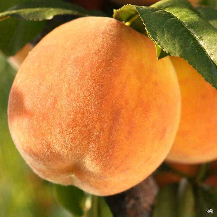 Peach 'Elberta'