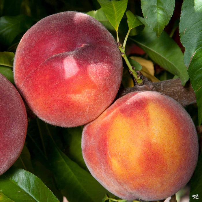 Peach 'Eva's Price'
