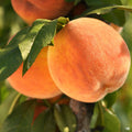 Peach 'Fay (Late) Elberta'