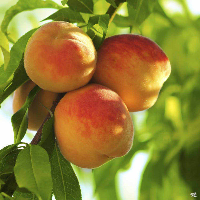 Peach 'Frost'