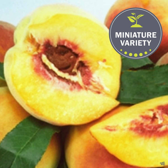 Peach, Miniature 'Garden Gold'