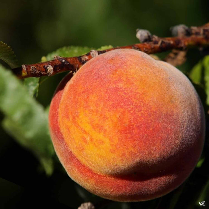 Peach 'Gold Dust'