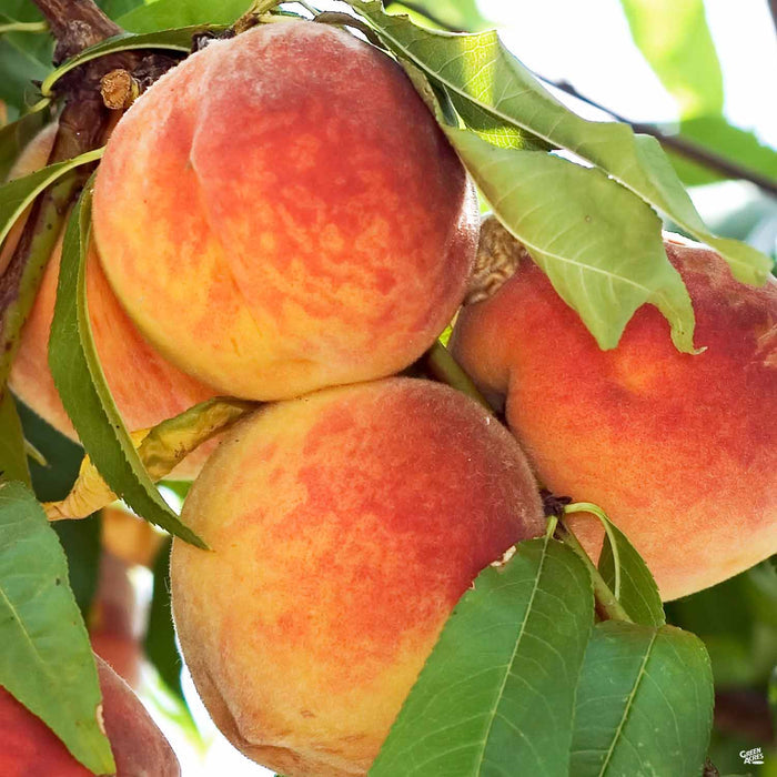 Peach Harvester