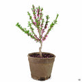 Bareroot fruit tree 15 inch fiber pot