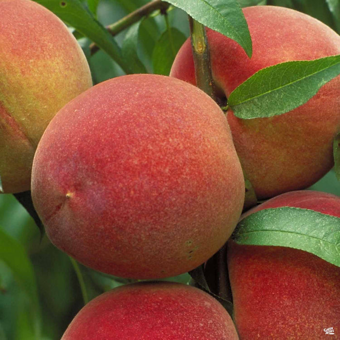 Peach 'May Pride'