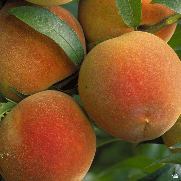 Peach 'Red Baron'