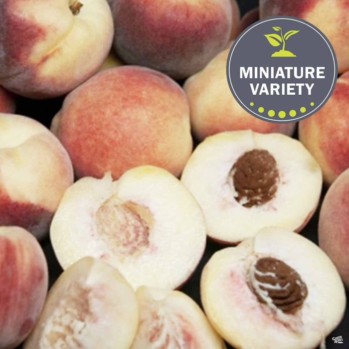 White Peach 'Snow Babe'