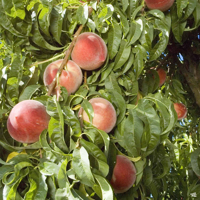 Peach 'Snow Beauty'