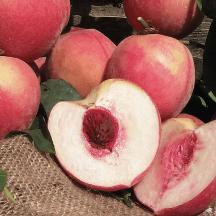Peach 'Strawberry Free'