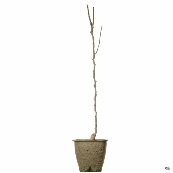 Peach in 11 inch fiber pot
