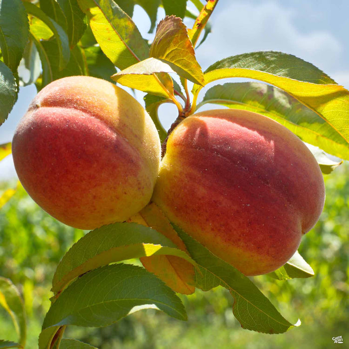Peach Texstar