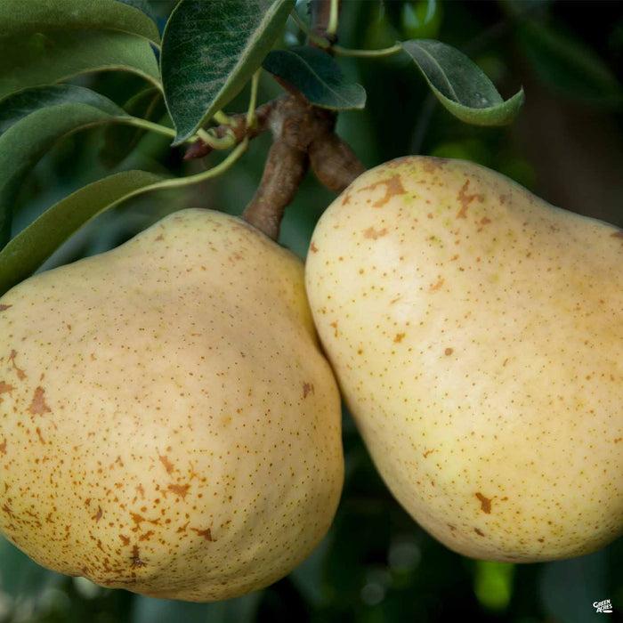 Pear 'Bartlett'