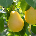 Kieffer Pear