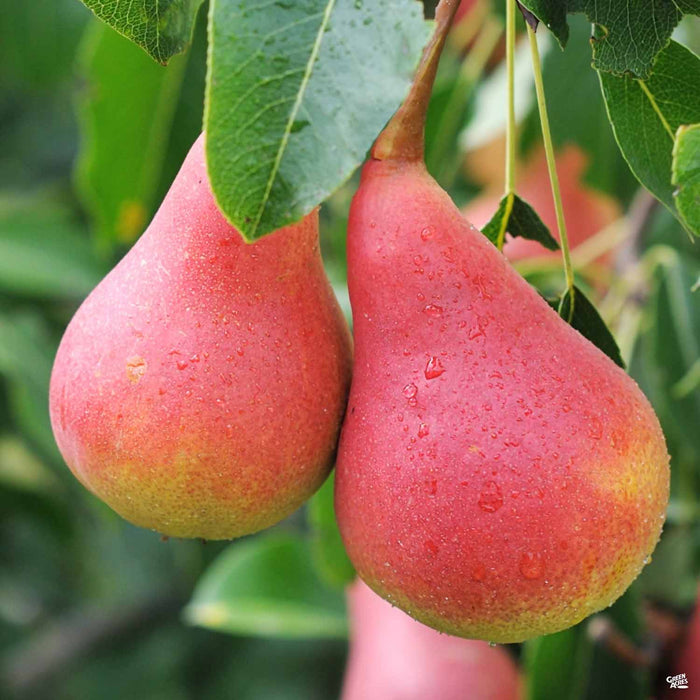 Moonglow Pear