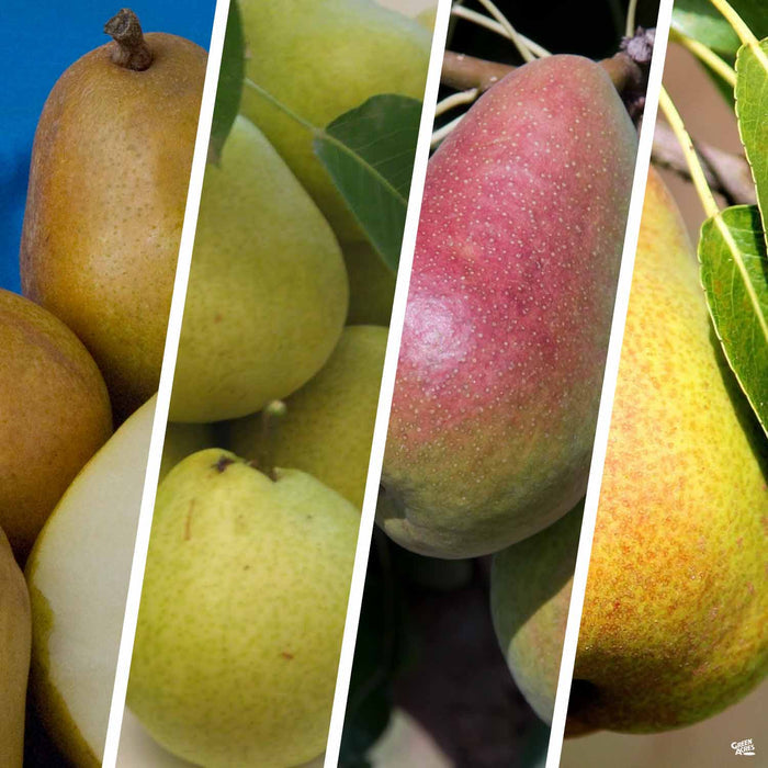Pear Multi-Graft Combo Number 2