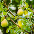 Pear 'Orient'