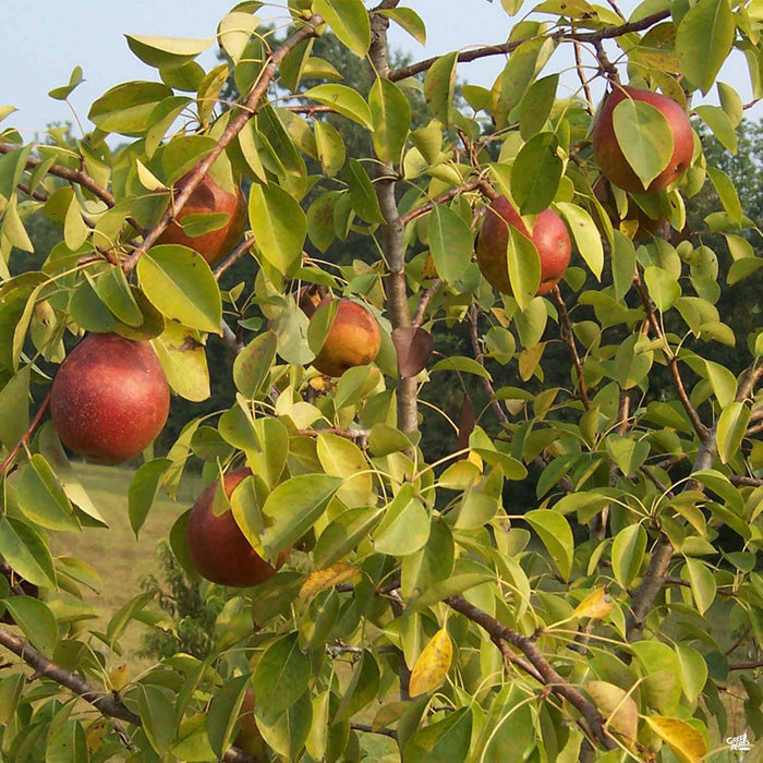 Pear 'Warren'