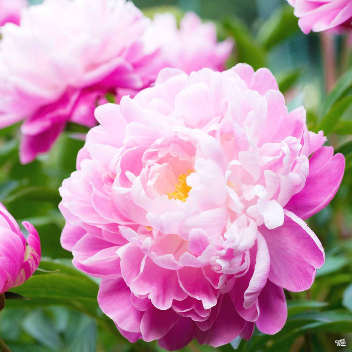 Peony