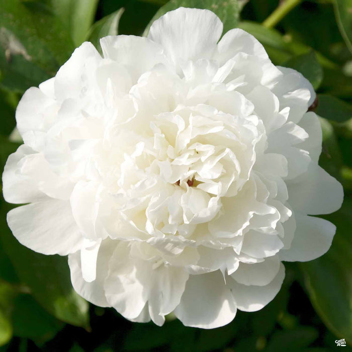 White Peony