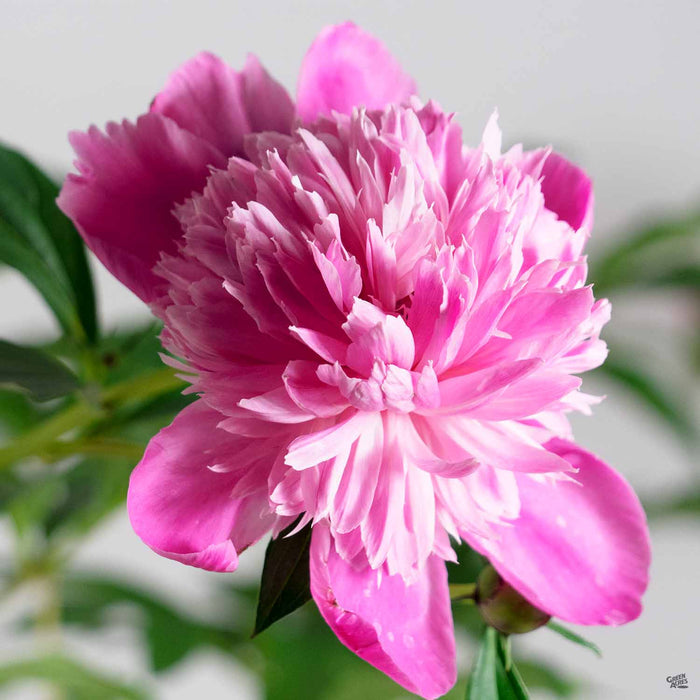 Madame Emile Debatene Double Peony