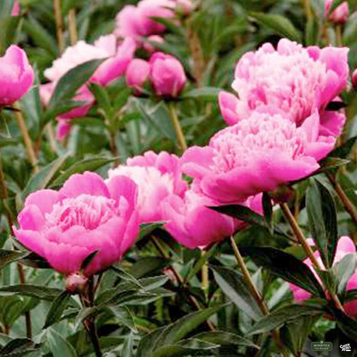 Madame Emile Debatene Double Peony