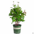 Peony 2 gallon