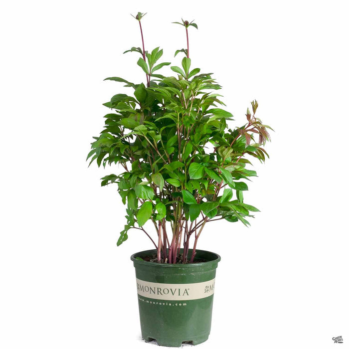 Peony 2 gallon