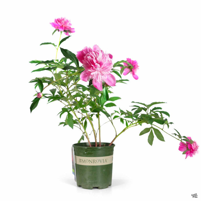 Madame Emile Debatene Double Peony 2 gallon Monrovia