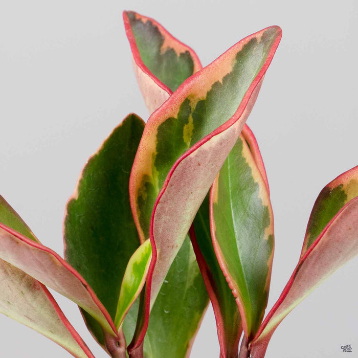 Peperomia 'Ginny'