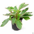 Peperomia 'Ginny' 4 inch
