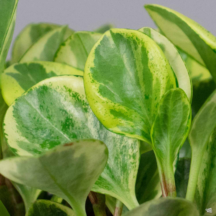 Peperomia 'Golden Gate'
