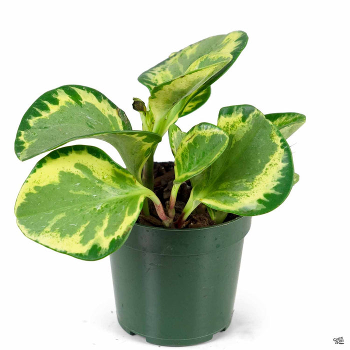 Peperomia 'Golden Gate' 4 inch