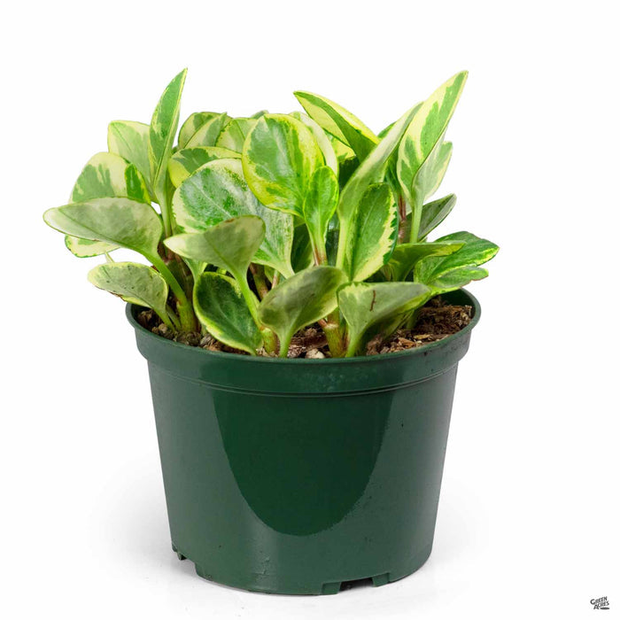 Peperomia 'Golden Gate' 6 inch