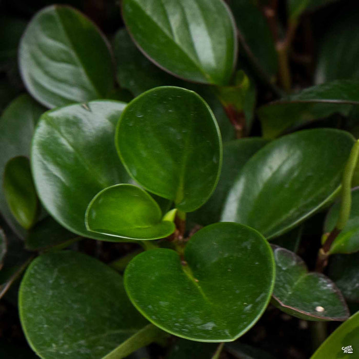 Peperomia Green