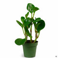 Peperomia 'Green' 4 inch