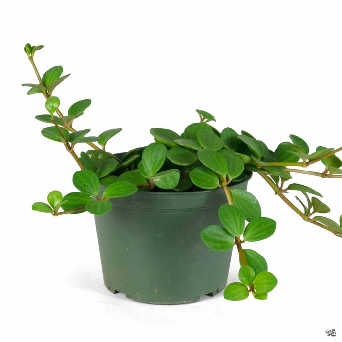 Peperomia Hope 6 inch