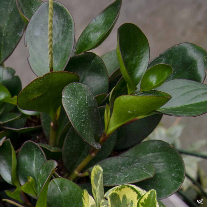 Peperomia Red Margin