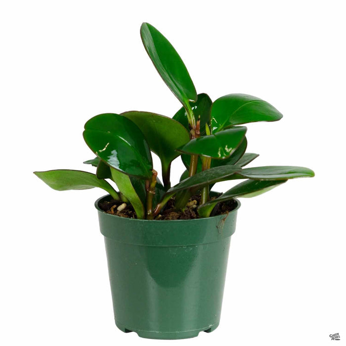 Peperomia 'Red Margin' 4 inch