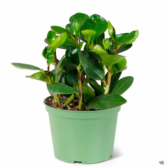 Peperomia Red Margin 6 inch