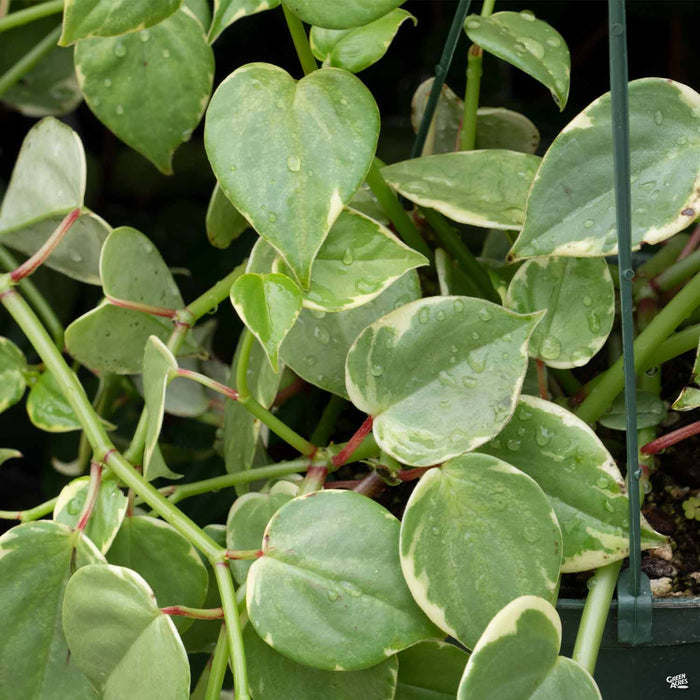 Variegated Peperomia