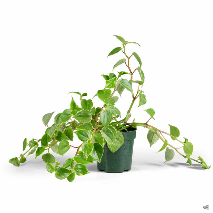 Variegated Peperomia 4 inch