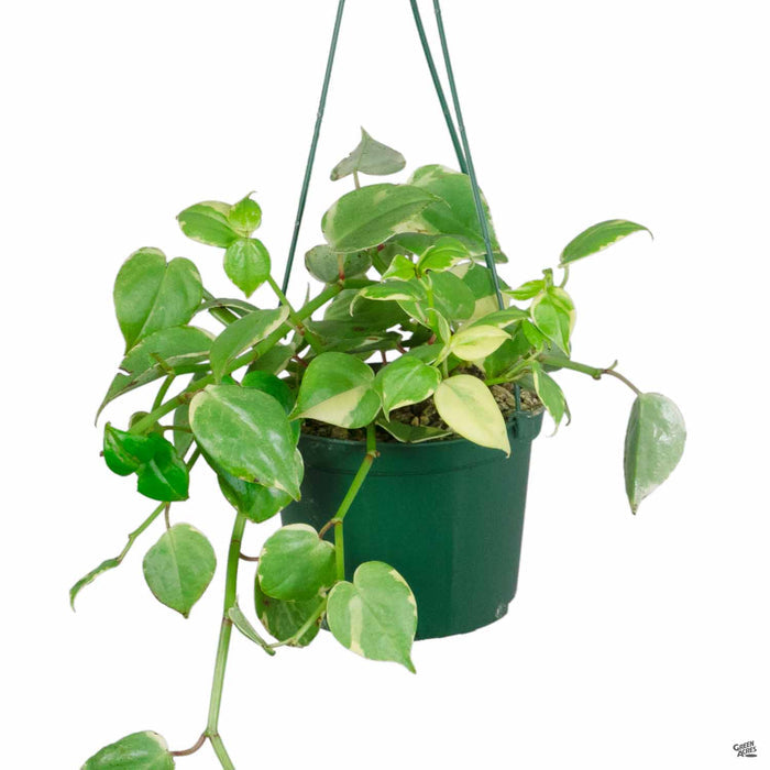 Variegated Peperomia 6 inch trailing