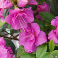 Azalea Perfecto Mundo 'Double Purple'