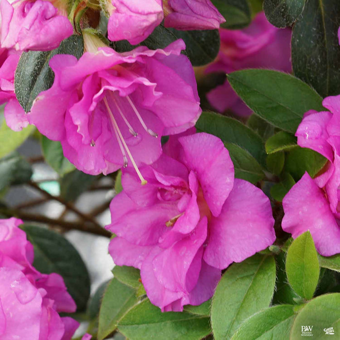 Azalea Perfecto Mundo 'Double Purple'