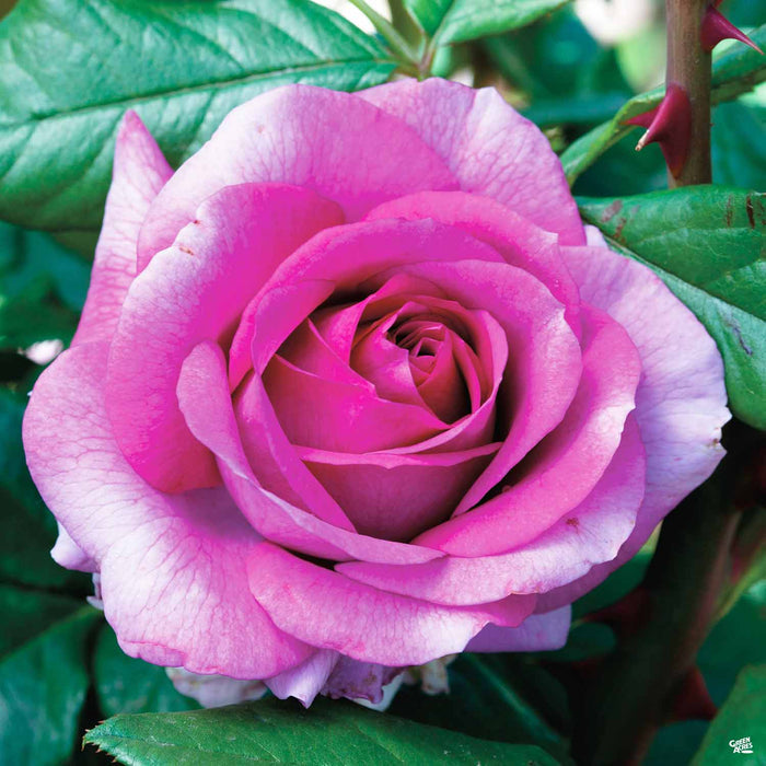 'Perfume Factory' Rose