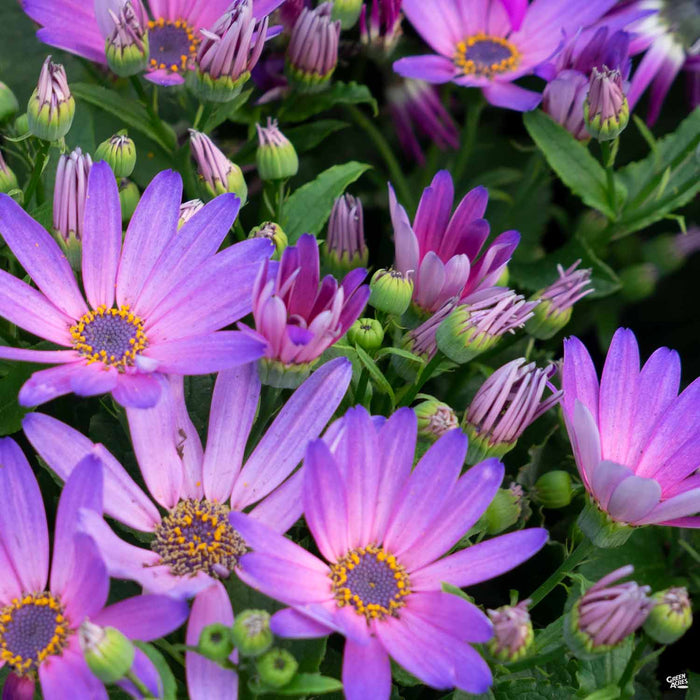 Pericallis 'Senetti Magic Salmon'