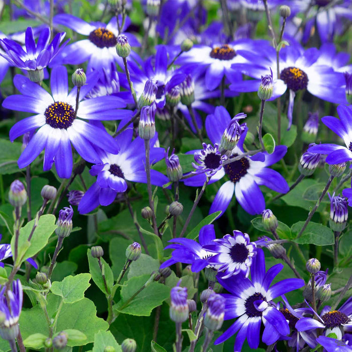 Pericallis 'Senetti Blue Bicolor'
